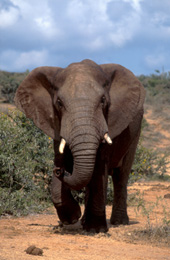 dv0010-elephant.jpg